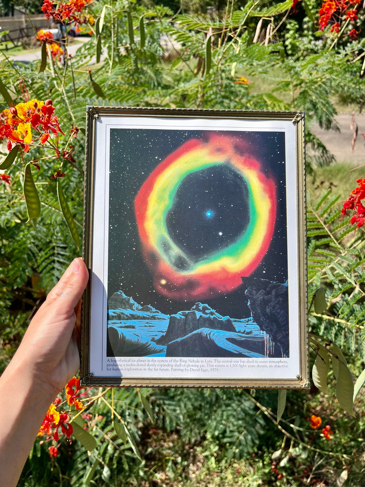 90s veggie garden blanket + cosmos frame for anna