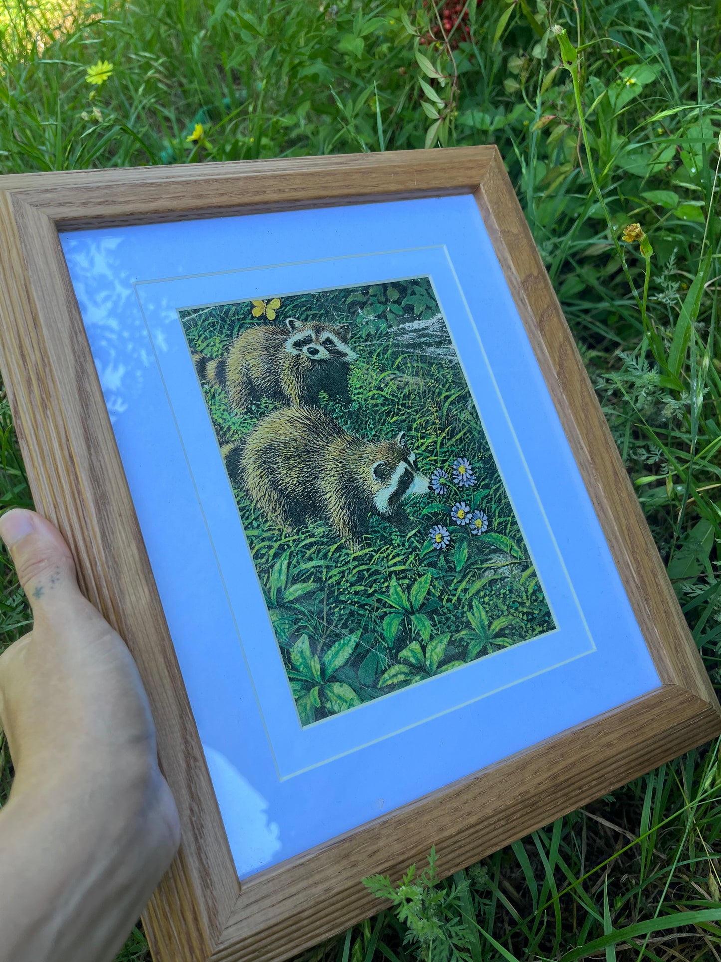 60s racoon bb’s for carly
