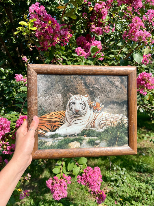 vintage framed tigers for aaron
